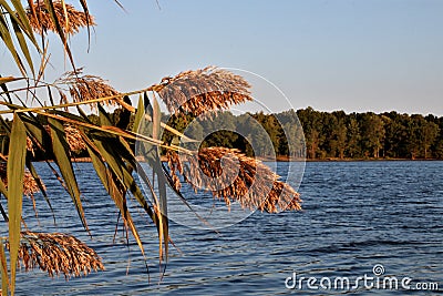 Early morning glow on grass plumes in Rend Lake, Illinois Stock Photo
