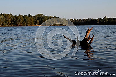 Early morning glow on tree stump in Rend Lake, Illinois Stock Photo