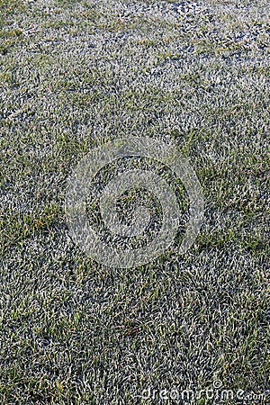 Early morning icy frost on grassy lawn on a winter morning Stock Photo