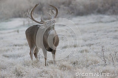 Early morning Lip curl displayed by massive heavy racked whitetail buck Stock Photo