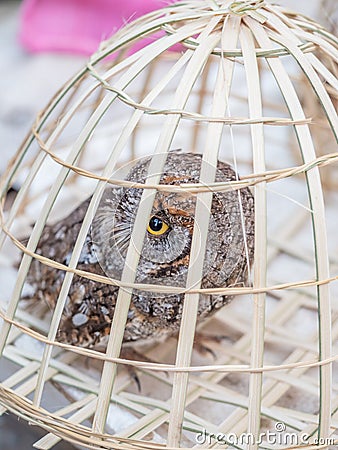 Early morning market in Luang Phabang. Illegal wildlife trade in Laos Stock Photo