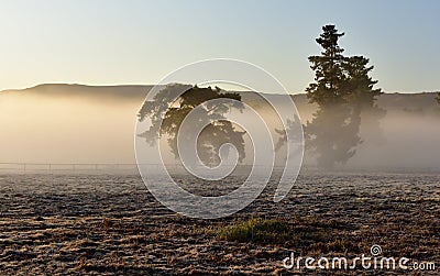 Early morning mist clouding two spooky looking pine trees Stock Photo