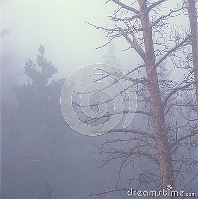 Early morning mist, Rocky Mountain National Park, Colorado Stock Photo