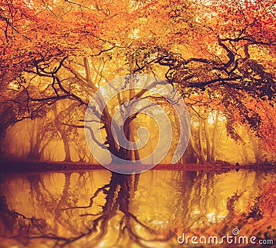 Early morning misty Fall forest Stock Photo