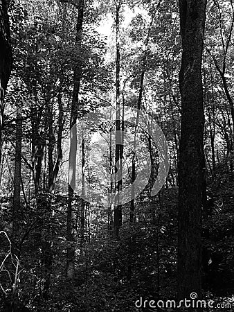 Early Morning in the Mountains on the Appalachain Trail Stock Photo