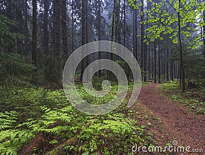 Early morning in a old spruce misty forest. Stock Photo