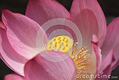 Elegant lotus after rain Stock Photo