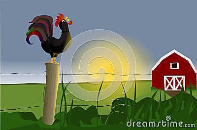 Early morning rooster Stock Photo