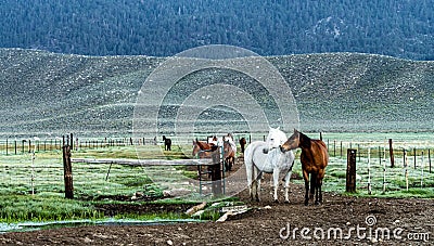 Early Morning Roundup Of Horses At Hunewill Ranch in Bridgeport Valley Stock Photo