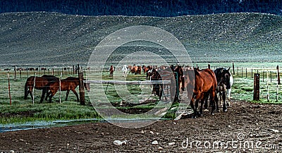 Early Morning Roundup of Horses On The Ranch Stock Photo