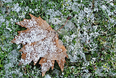 Crystal morning frost on autumn leaf and grass Stock Photo