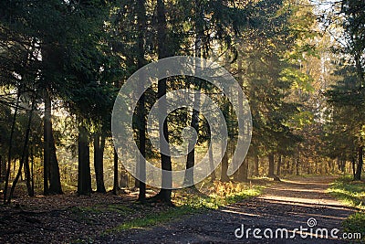 Early morning in the spruce forest with a hiking path lit by the sun Stock Photo