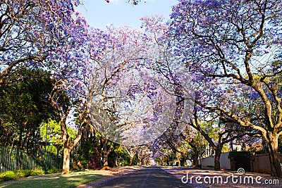 Early morning street scene of jacaranda trees in bloom Stock Photo