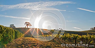 Early morning sun shining next to Valley Oak tree on hill in Paso Robles wine country in the Central Valley of California USA Stock Photo