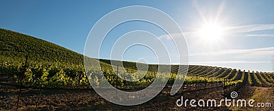 Early morning sun shining on Paso Robles vineyards in the Central Valley of California USA Stock Photo