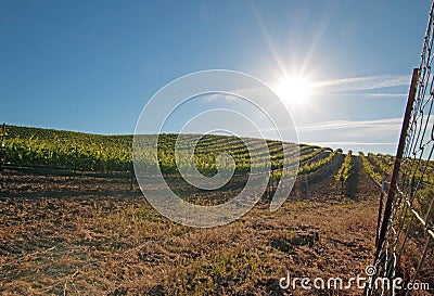 Early morning sun shining on Paso Robles vineyards in the Central Valley of California USA Stock Photo