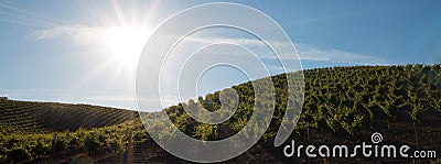 Early morning sun shining on Paso Robles vineyards in the Central Valley of California USA Stock Photo