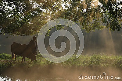 Old farmer under the ancient banyan tree Editorial Stock Photo