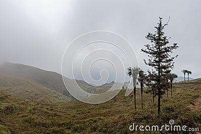 Early in the morning, trees in the grassland fog Stock Photo