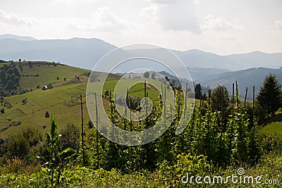 Early morning and the view of a young hops crop growing in mountains Stock Photo