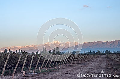 Early morning in the vineyard, Maipu, Mendoza Stock Photo