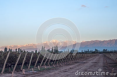 Early morning in the vineyards. Volcano Aconcagua Cordillera Stock Photo