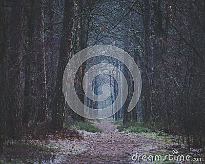 Early morning walk on forest path darkness ahead Stock Photo