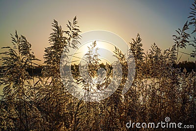 Yellow sedge reed in fall at sunrise By River Tarim Stock Photo