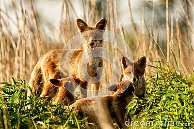 fox chubs Stock Photo