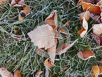 A early October frost hits the leaves pretty hard during the peak color season. Stock Photo