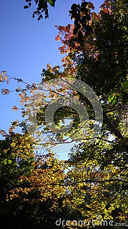 Changing colors of leaves in early fall Stock Photo