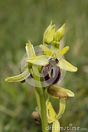 Early Spider Orchid, Ophrys sphegodes Stock Photo