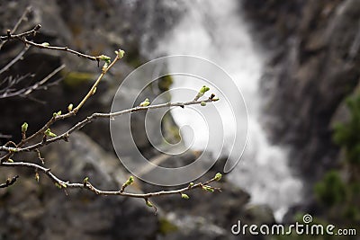 Spring buds at Garden Creek Falls Stock Photo