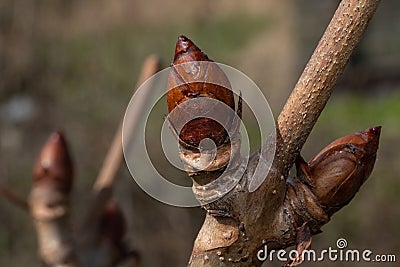 early spring chestnut buds close-up Stock Photo