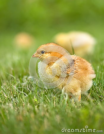 Early spring chicken Stock Photo