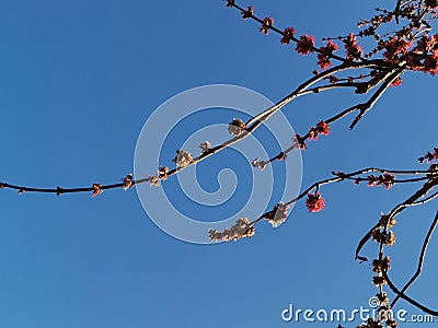 Early spring, clean spring air, beautiful landscape Stock Photo