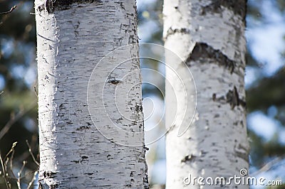 Early spring with closeup of bark of birch tree trunks in spring sunlight Stock Photo