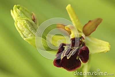 Early spring flower. Early Spider Orchid, Ophrys sphegodes, flowering European terrestrial wild orchid, nature habitat, detail of Stock Photo