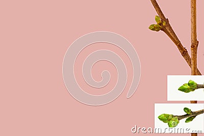 Early spring flowering green tree branch isolated on light coral. Early spring concept. Decoration of postal, visiting-card, paper Stock Photo