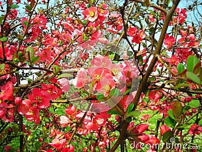 Early spring flowers Stock Photo