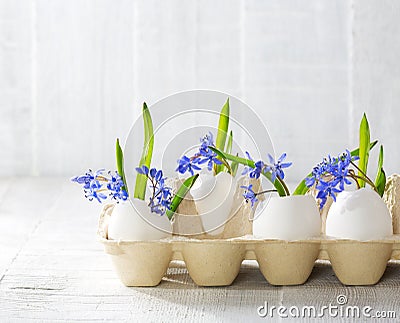 Early spring flowers Scilla siberica in eggshells on old wooden white table. Easter decor Stock Photo