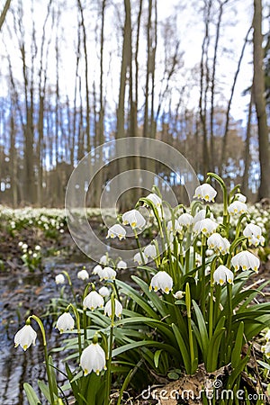 early spring forest with spring snowflake, Vysocina, Czech Repubic Stock Photo