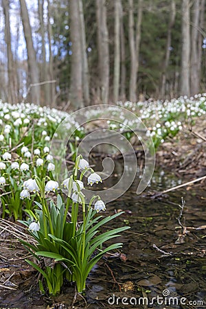 early spring forest with spring snowflake, Vysocina, Czech Repubic Stock Photo