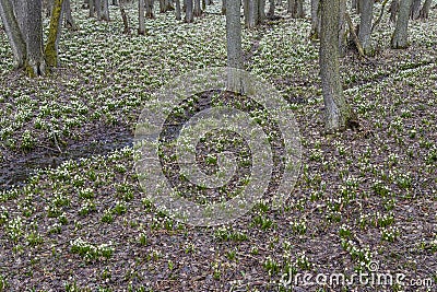 early spring forest with spring snowflake, Vysocina, Czech Repubic Stock Photo