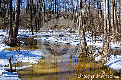 Early spring in forest, sunny march landscape Stock Photo