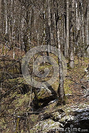 early spring in the forest. Tree trunks, young grass and remnants of snow on a sunny day. Stock Photo