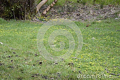 Early spring fresh green grass Stock Photo