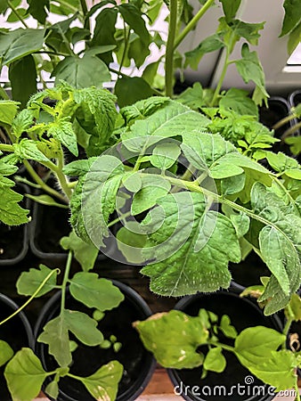 Early spring in the garden, tomato seedlings in pots Stock Photo