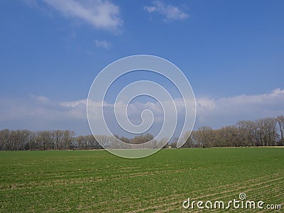early spring landscape with green sprouts sown field, bare trees and blue sky, white clouds backgroud, copy space, Stock Photo