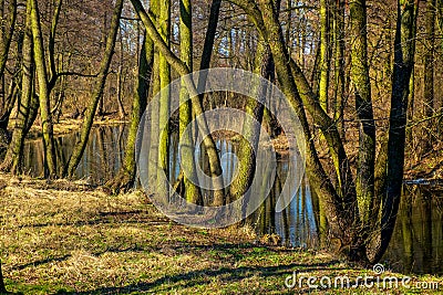 Early spring landscape of European forest and water ponds in Konstancin-Jeziorna Springs Park - Park Zdrojowy w Konstancinie Stock Photo